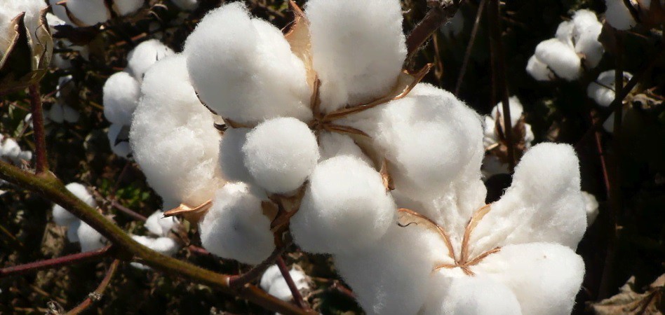 Wrangler extends sustainable cotton program in Europe