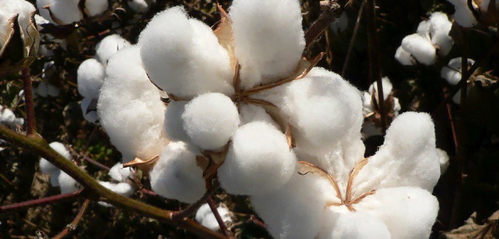 Cotton prices down after consumption brake 