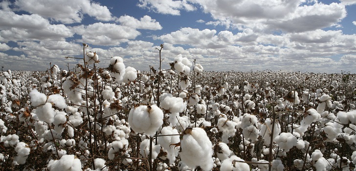 Cotton, threatened: stocks to drop by 1% for this season amid coronavirus cloudy prediction 