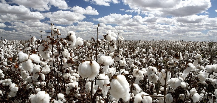 China shakes cotton market: imports fall 54% and production shrinks by 24% in six years